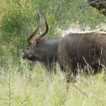 Father of Bulls. 29.5"
