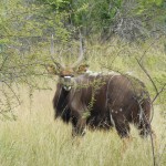 Nyala Bull 1, sired by 30.5" Nyala Bull 