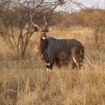 30.5" Nyala Bull, Father of 2 Bulls to be sold (NOT FOR SALE).