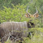 Nyala Bull 2 for sale, sired by 30.5" Nyala Bull.