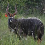 Specific Nyala Bull for Sale