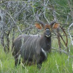 Nyala Bulls For sale.