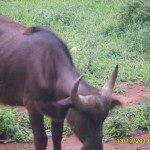 Heifers
