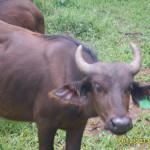 Heifers for sale.