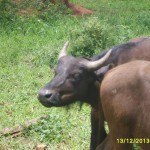 Heifers 3